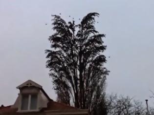Φωτογραφία για Βλέπετε αυτό το δέντρο; Δεν είναι ακριβώς αυτό που φαίνεται… [video]