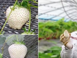 Φωτογραφία για Σπάνιες άσπρες φράουλες αξίζουν το βάρος τους… σε χρυσάφι!
