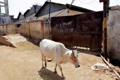 Λιντσάρουν και δολοφονούν όσους τρώνε αγελάδες στην Ινδία