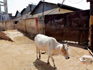 Φωτογραφία για Λιντσάρουν και δολοφονούν όσους τρώνε αγελάδες στην Ινδία