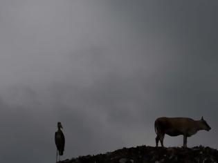 Φωτογραφία για Λιντσαρίσματα μουσουλμάνων που τρώνε αγελάδες στην Ινδία