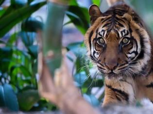 Φωτογραφία για Θανατώθηκε τίγρη 22 ετών σε ζωολογικό κήπο της Αυστραλίας