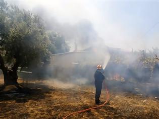 Φωτογραφία για Σε εξέλιξη φωτιά στο Κρυονέρι Αττικής