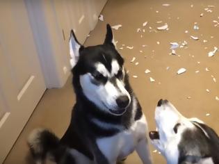 Φωτογραφία για Ρώτησε τα Σκυλιά της ποιο έκανε τη ζημιά - Το ένα κατηγορούσε το άλλο - Δείτε τον σκυλοκαβγά που έγινε Viral... [video]