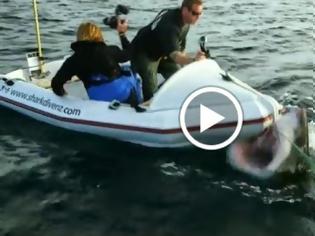 Φωτογραφία για Τρομερό βίντεο: Επίθεση λευκού καρχαρία σε κινηματογραφιστές... [video]