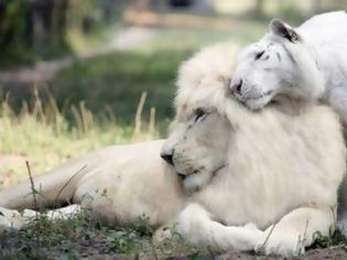 Φωτογραφία για Ένα λευκό λιοντάρι και μία λευκή τίγρης έκαναν μωρά! Δεν φαντάζεστε τι έβγαλαν... [photos]