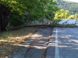 Φωτογραφία για Κατέπεσε ξεραμένος πλάτανος μέσα στο δρόμο, κοντά στην Πλακωτή Θεσπρωτίας…