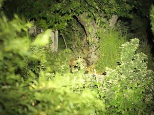 Φωτογραφία για Γιάννενα: Έριξε φως με το κινητό του τηλέφωνο και τράβηξε αυτές τις εικόνες στο δάσος [video]