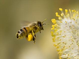 Φωτογραφία για Δύο νέες έρευνες συνδέουν τα νεονικοτινοειδή παρασιτοκτόνα με τη μείωση του πληθυσμού των μελισσών