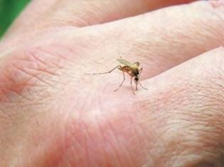 Φωτογραφία για Προσοχή! Ποιες περιοχές της Ελλάδας μπαίνουν σε καραντίνα λόγω ελονοσίας