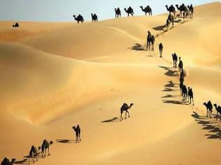 Φωτογραφία για Τα μεγαλύτερα θύματα της κρίσης στον Κόλπο: Εκατοντάδες καμήλες νεκρές από τη δίψα (φωτό)