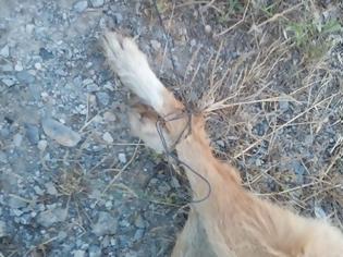 Φωτογραφία για Μεγαλόπολη: Βρήκε τα σκυλιά νεκρά με τα πόδια τους δεμένα με σύρμα