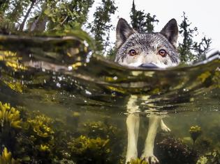 Φωτογραφία για Γνωρίστε το σπάνιο είδος λύκων που κολυμπάει