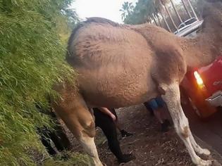 Φωτογραφία για Αυστραλία: Καμήλα το έσκασε από τσίρκο για να... κάνει τη ζωή της