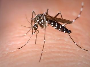 Φωτογραφία για 7 λόγοι που έλκουν τα κουνούπια ώστε να σε τσιμπάνε περισσότερο