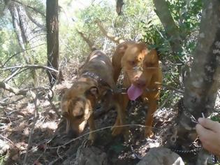 Φωτογραφία για Έδεσε και εγκατέλειψε 2 σκυλιά σε ορεινή περιοχή της Σαλαμίνας