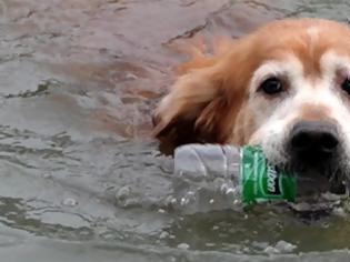 Φωτογραφία για Ο σκύλος που καθαρίζει τα ποτάμια από τα πλαστικά μπουκάλια [video]