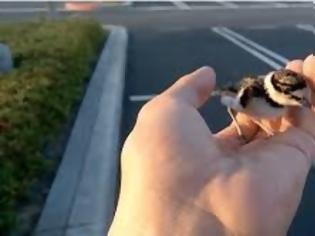 Φωτογραφία για Video: Άντρας σώζει ένα μικρό πουλάκι killdeer- Δε μπορείτε να φανταστείτε τι έγινε μετά