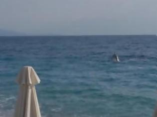Φωτογραφία για Ο χορός των δελφινιών στη παραλία της Ακράτας (video)