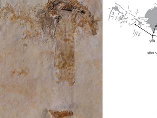Φωτογραφία για Ανακαλύφθηκε το αρχαιότερο απολίθωμα μανιταριού ηλικίας 115 εκατ. ετών