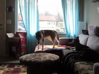 Φωτογραφία για Τι γίνεται όταν ένας σκύλος μένει μόνος στο σπίτι; [video]