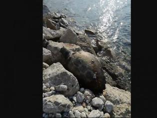 Φωτογραφία για Βρήκε θαλάσσια χελώνα νεκρή στην παραλία της Αιγείρας Αχαΐας