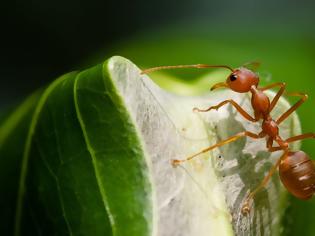 Φωτογραφία για Μυρμήγκια προστατεύουν τους καρπούς των δέντρων