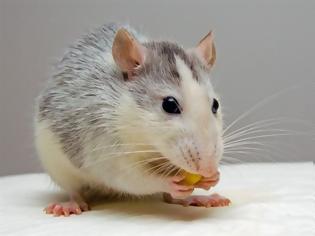 Φωτογραφία για Εγκεφαλικός διακόπτης κάνει τα δειλά ποντίκια αρχηγούς