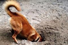 Γιατί οι σκύλοι σκάβουν τρύπες;