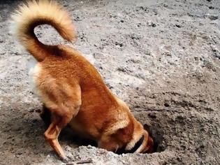 Φωτογραφία για Γιατί οι σκύλοι σκάβουν τρύπες;