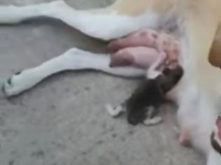 Φωτογραφία για Ζώα πιο τρυφερά απο τους ανθρώπους:Λαμία: Σκυλίτσα θηλάζει γατάκι που πέταξαν στα σκουπίδια(video)