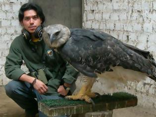 Φωτογραφία για Άρπυια:Ο ισχυρότερος αετός στον κόσμο [foto-video]