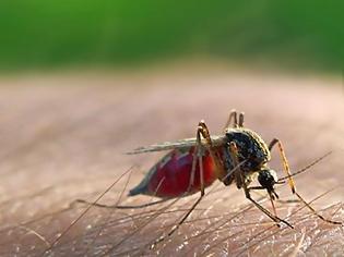 Φωτογραφία για Κρούσματα ελονοσίας στην Ελλάδα: Τι συμβαίνει και πώς θα προστατευτούμε