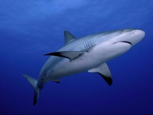 Φωτογραφία για Ψάρεψαν καρχαρία 200 κιλών στην Λήμνο