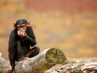 Φωτογραφία για Και οι χιμπατζίδες πάσχουν από Αλτσχάιμερ