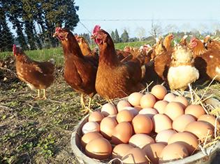 Φωτογραφία για Μαζικά αποσύρονται τα αβγά από τα ράφια στην Γερμανία, την Ολλανδία και το Βέλγιο λόγω των φόβων ότι είναι τοξικά.