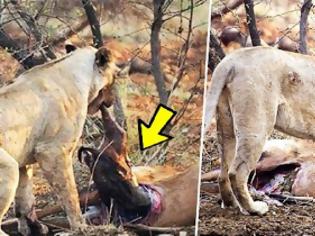 Φωτογραφία για Λιοντάρι ανακαλύπτει ότι το ελάφι που μόλις έφαγε ήταν έγκυος, ...Θα τρελαθείς αν δεις τι έκανε!!