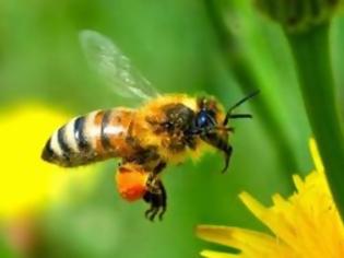 Φωτογραφία για Τι θα συμβεί στον πλανήτη εάν εξαφανιστούν οι μέλισσες; Κοινοποιήστε να μάθει ο κόσμος!