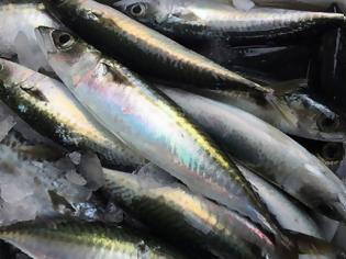 Φωτογραφία για Κολιός, ψάρι με μεγάλη διατροφική αξία σε ωμέγα-3 λιπαρά οξέα. Οι διαφορές του από το σκουμπρί