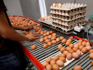 Φωτογραφία για ΠΡΟΣΟΧΗ  μολυσμένα με fipronil   .....Φουντώνει το σκάνδαλο των μολυσμένων αυγών στην Ευρώπη