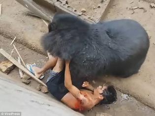 Φωτογραφία για ΚΡΑΥΓΕΣ ΤΡΟΜΟΥ-Τουρίστας κοροϊδεύει αρκούδα.Η επίθεσή της ήταν βίαιη.(εικονες-βίντεο)
