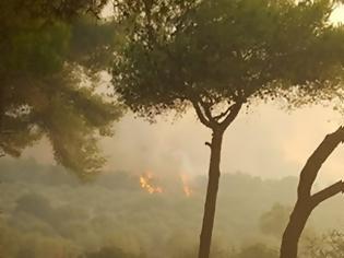 Φωτογραφία για ΖΑΚΥΝΘΟΣ: 5 φωτιές σε 1μιση ώρα! Όλοι μιλούν για εμπρησμό!!