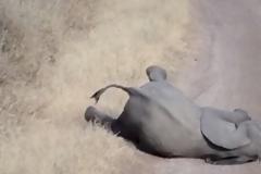 Μυθικό: αυτό το ελεφαντάκι κάνει το... θέατρο του αιώνα! [video]