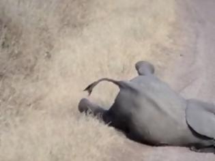 Φωτογραφία για Μυθικό: αυτό το ελεφαντάκι κάνει το... θέατρο του αιώνα! [video]