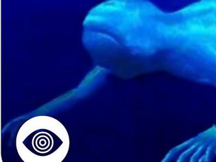 Φωτογραφία για Μυστήριο με εξωγήινες μορφές στους ωκεανούς - Θεάσεις ακόμη και στην Ελλάδα (βίντεο)