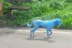 Φρίκη!..Η μόλυνση στην Ινδία κάνει τα σκυλιά ..μπλε!! (ΕΙΚΌΝΕΣ)