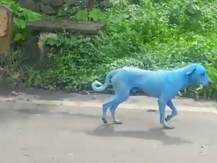 Φωτογραφία για Φρίκη!..Η μόλυνση στην Ινδία κάνει τα σκυλιά ..μπλε!! (ΕΙΚΌΝΕΣ)