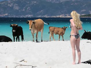 Φωτογραφία για Η ατραξιόν της Κορσικής:40.000 άγριες αγελάδες που δεν γουστάρουν..selfie!!