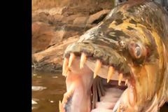 Goliath Tigerfish-Το 50 κιλών τέρας του Κονγκό σκόρπισε τον τρόμο