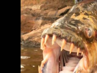 Φωτογραφία για Goliath Tigerfish-Το 50 κιλών τέρας του Κονγκό σκόρπισε τον τρόμο